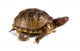 Three-toed Box Turtle Terrapene Wall Mural