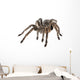 Tarantula Wall Decal
