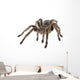 Tarantula Wall Decal