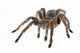 Tarantula Wall Decal