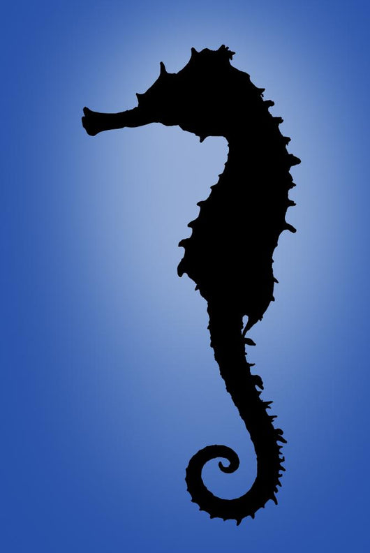 Seahorse Wall Mural