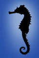 Seahorse Wall Mural
