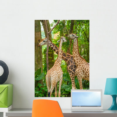 Three Giraffe Eating Foliage shown on a wall