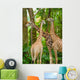 Three Giraffe Eating Foliage