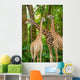 Three Giraffe Eating Foliage