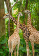 Three Giraffe Eating Foliage