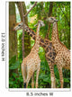 Three Giraffe Eating Foliage