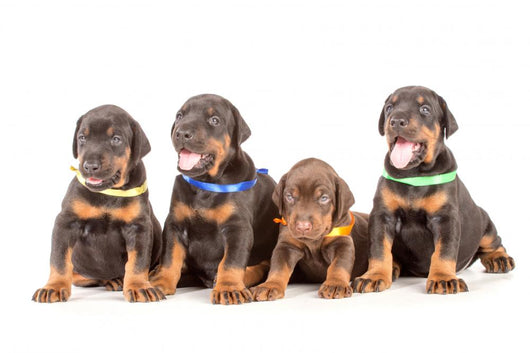 Group Dobermann Puppies