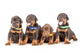 Group Dobermann Puppies