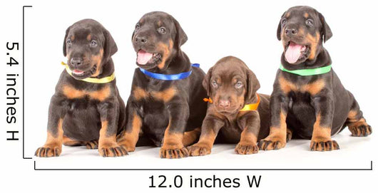 Group Dobermann Puppies