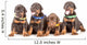 Group Dobermann Puppies