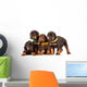 Group Dobermann Puppies