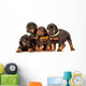 Group Dobermann Puppies