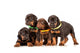 Group Dobermann Puppies