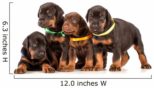 Group Dobermann Puppies
