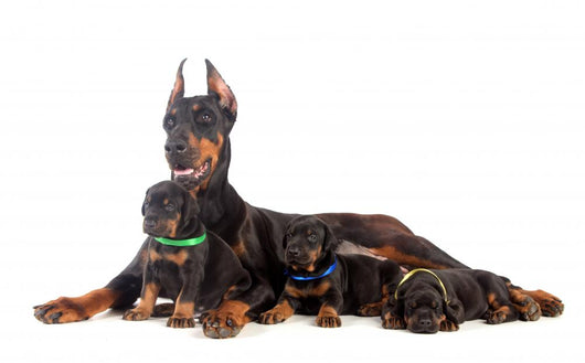 Doberman Dog with Puppies