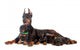 Doberman Dog with Puppies