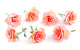 Rose Blossoms Wall Decal