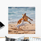 Dogs Playing Beach Wall Mural