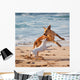 Dogs Playing Beach Wall Mural