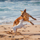 Dogs Playing Beach Wall Mural