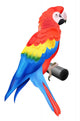 Colorful parrot macaw Wall Decal