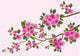 Sakura Bird Spring Postcard Wall Mural