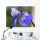 Iris Flower. Wall Mural
