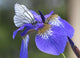 Iris Flower. Wall Mural