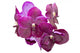 Purple orchid isolated Wall Decal