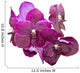 Purple orchid isolated Wall Decal