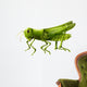 Grasshopper Wall Decal