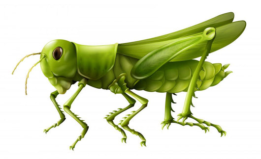 Grasshopper Wall Decal