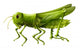 Grasshopper Wall Decal