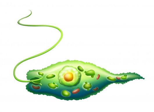 Euglena Wall Decal