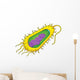 Bacteria Cell Wall Decal