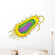 Bacteria Cell Wall Decal