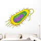 Bacteria Cell Wall Decal