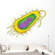 Bacteria Cell Wall Decal