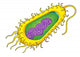 Bacteria Cell Wall Decal