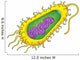 Bacteria Cell Wall Decal