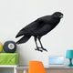 A Crow Wall Decal