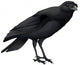 A Crow Wall Decal