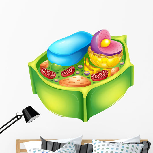 Plant Cell