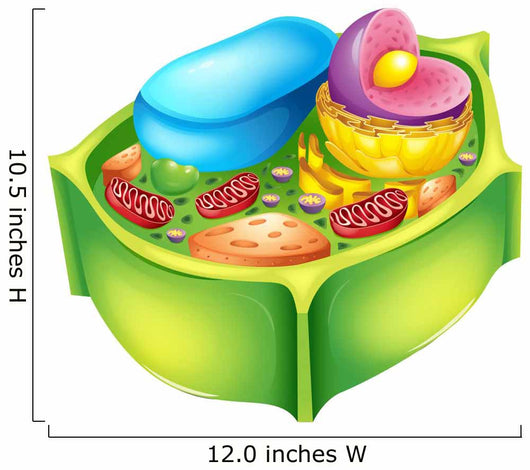 Plant Cell