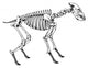 Skeleton Hyena Wall Decal
