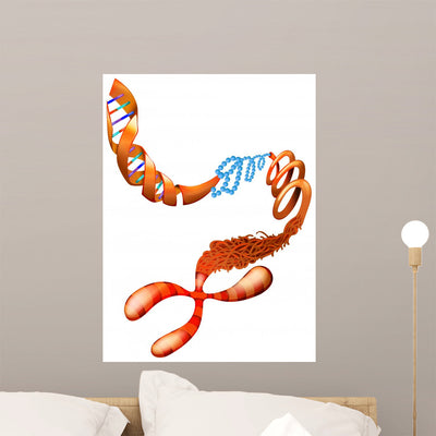 Dna Chromosome shown on a wall