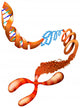 Dna Chromosome