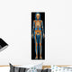 Human Skeletal System