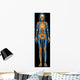 Human Skeletal System